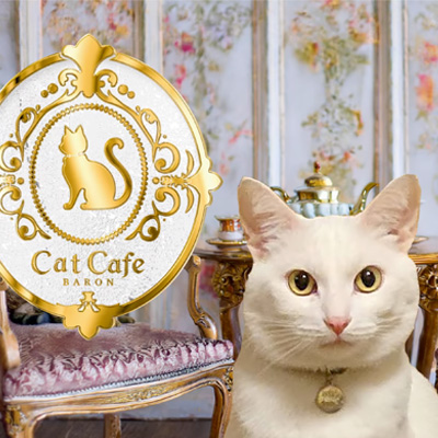 猫カフェバロンのサムネイル